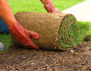 Sod Installation