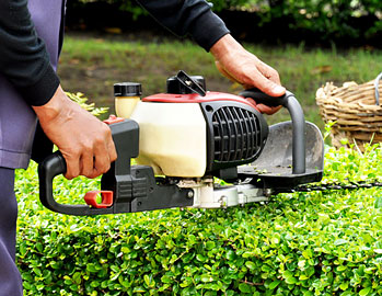 Tree Work: Trimming, Pruning & Removal