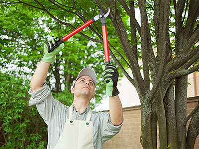 Hedge Trimming Service Cardiff